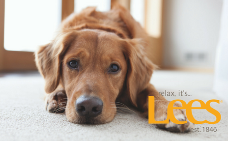 Image Alt Text
